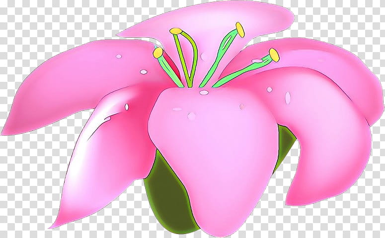 pink petal flower plant frangipani, Impatiens transparent background PNG clipart