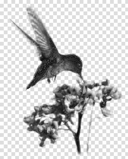 Birds  Stamps, hummingbird hovering over flower transparent background PNG clipart