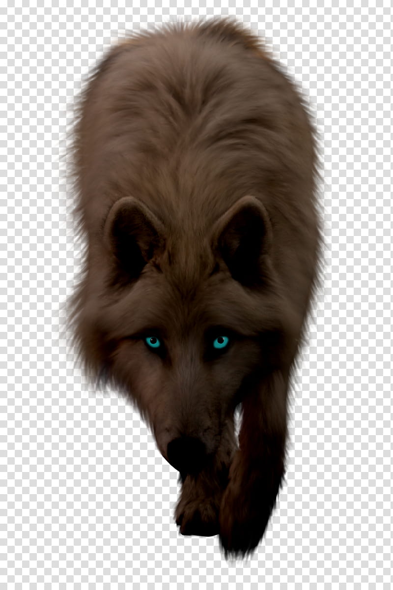 Brown, brown wolf art transparent background PNG clipart
