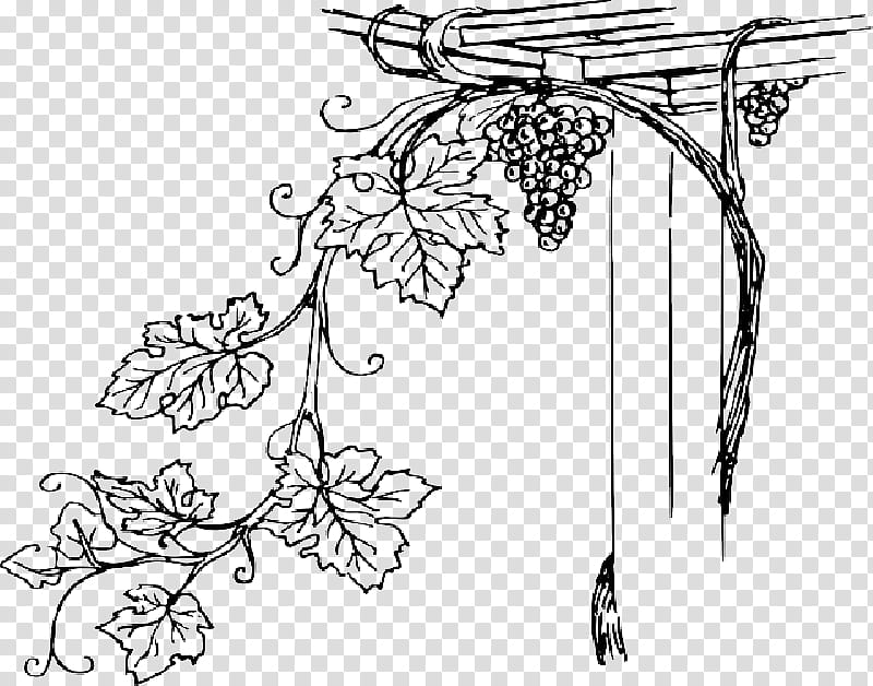 Tree Leaves, Common Grape Vine, Wine, Concord Grape, Decal, Juice, Vineyard, Drawing transparent background PNG clipart