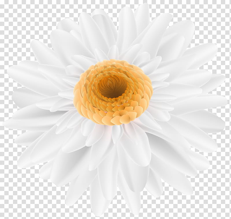 Flowers, Common Daisy, Chamomile, White, Transvaal Daisy, Daisy Family, Gerbera, Barberton Daisy transparent background PNG clipart