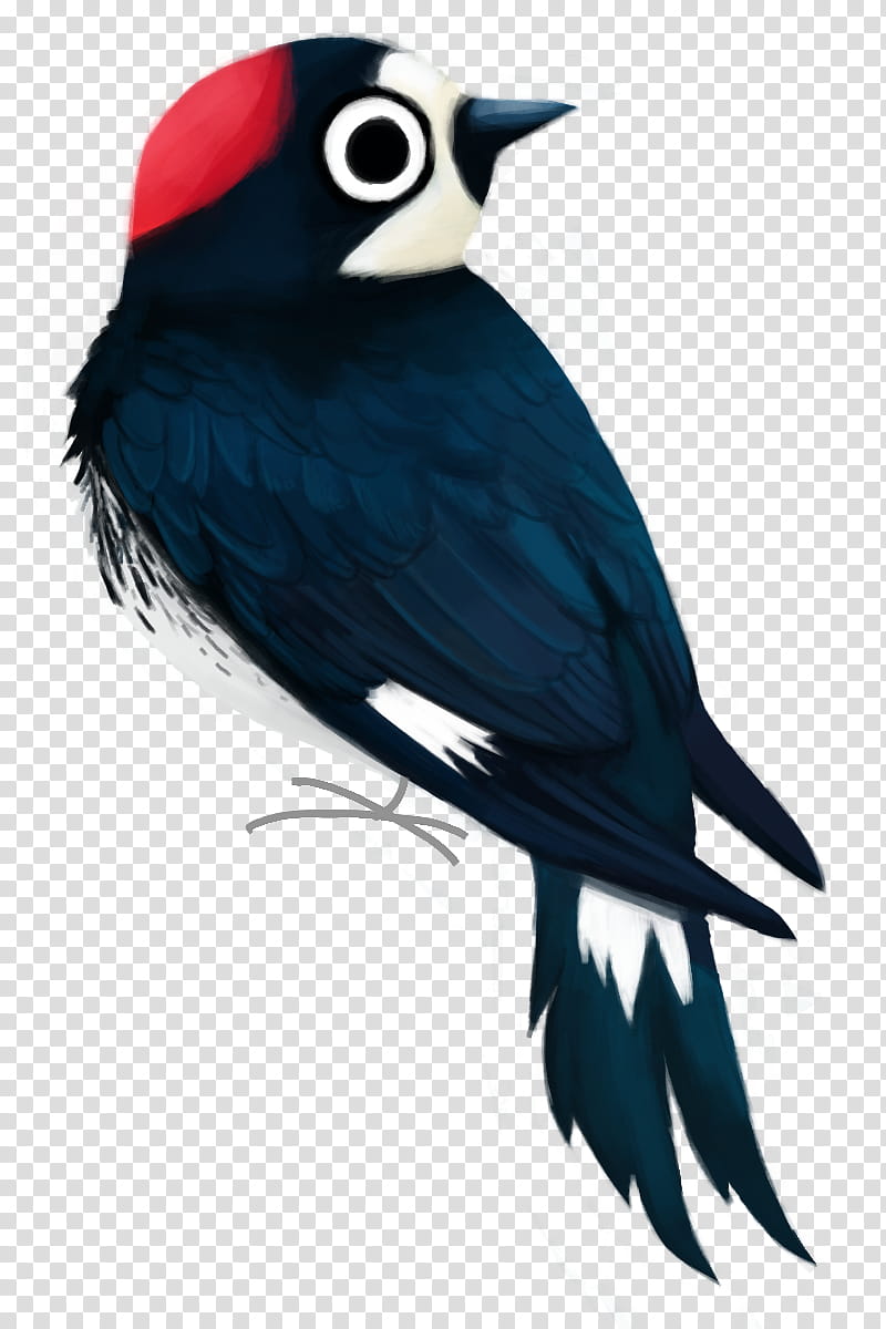 Woody Woodpecker, Acorn Woodpecker, Piciformes, Drawing, Logo, Cartoon, Oak, Bird transparent background PNG clipart