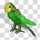 Spore creature Budgerigar female  transparent background PNG clipart