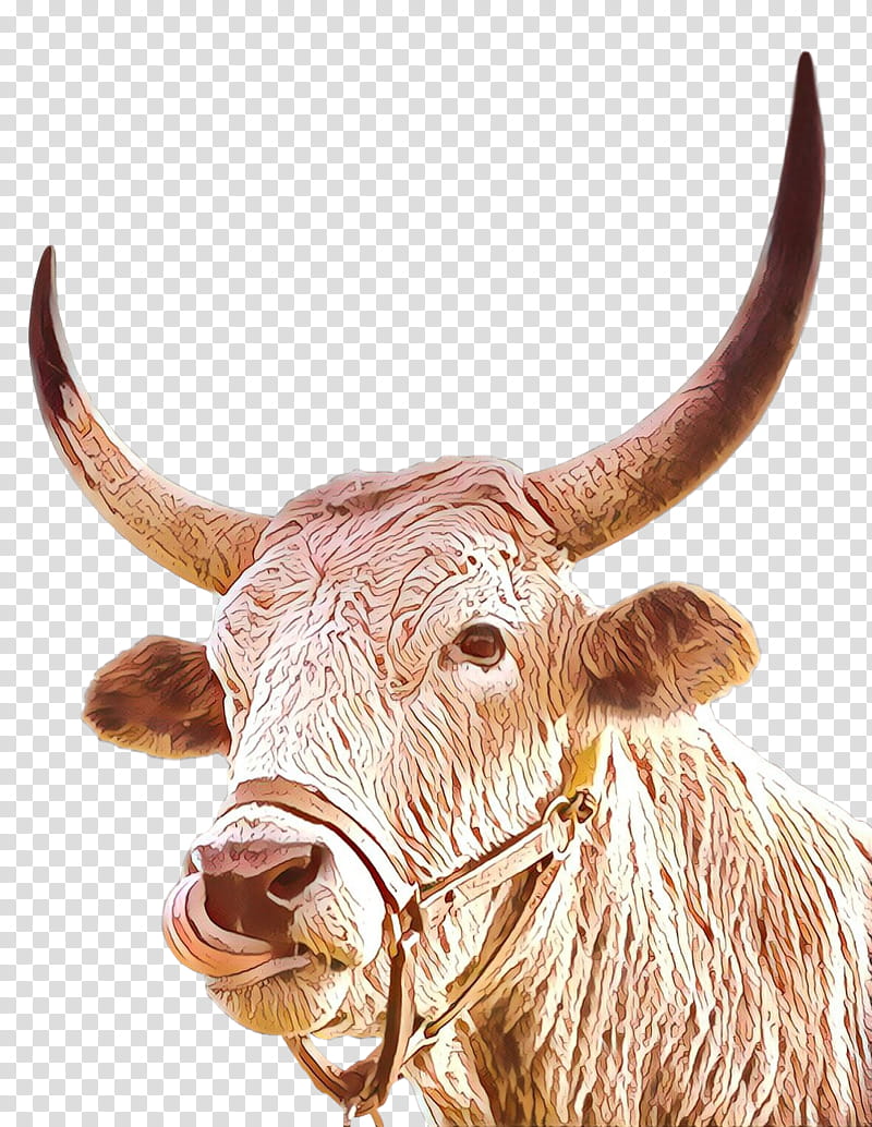 horn bovine ox texas longhorn snout, Bull, Cowgoat Family, Wildlife, Live, Natural Material transparent background PNG clipart