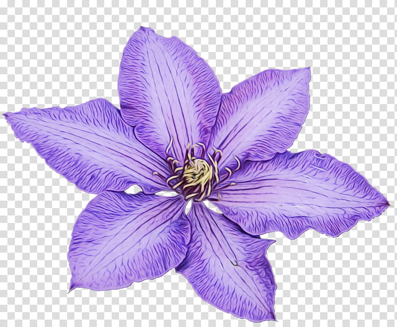 Violet Flower, Leather Flower, Petal, Purple, Plant, Clematis, Bellflower Family, Gentian Family transparent background PNG clipart