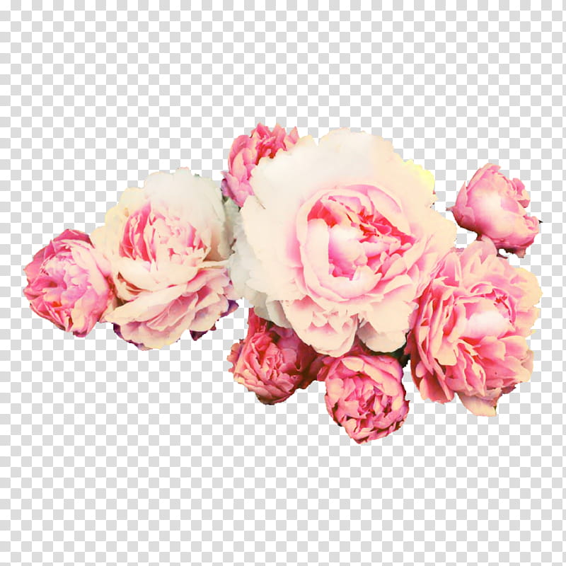Flowers, Peony, Rose, Garden Roses, Pink Flowers, Chinese Peony, Cut Flowers, Floral Design transparent background PNG clipart