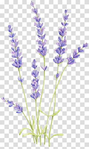 Free download | Purple lavender flowers, English lavender Lavandula ...