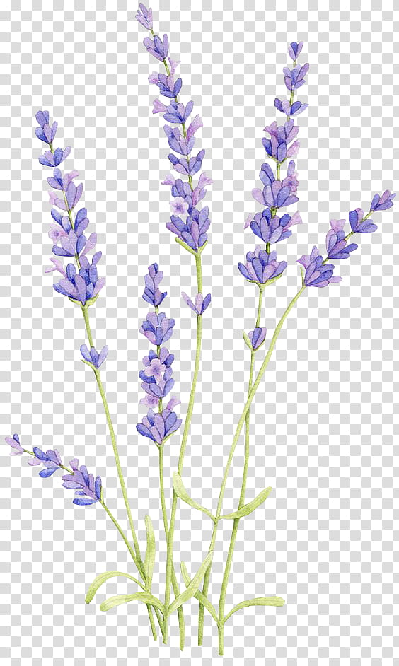 Bouquet of lavender flowers with purple ribbon Vector Image