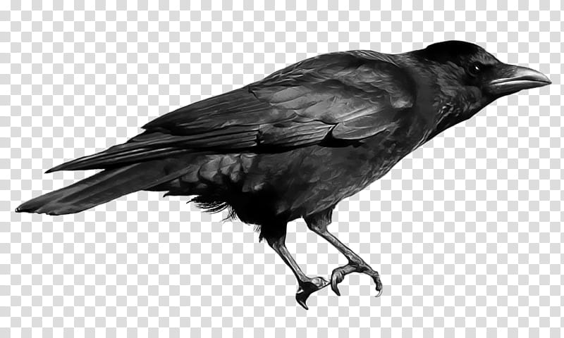 crow  , black crow transparent background PNG clipart