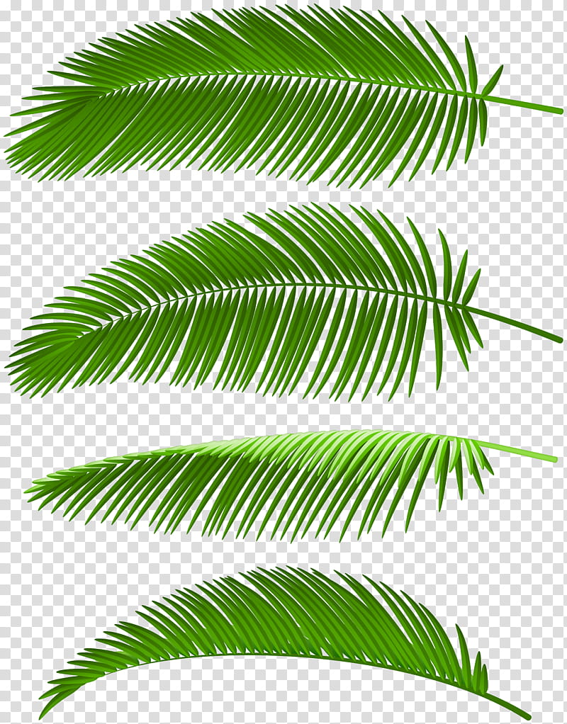 Palm Tree, Palm Trees, Leaf, Art Museum, Palm Branch, Plant Stem, Line, Arecales transparent background PNG clipart