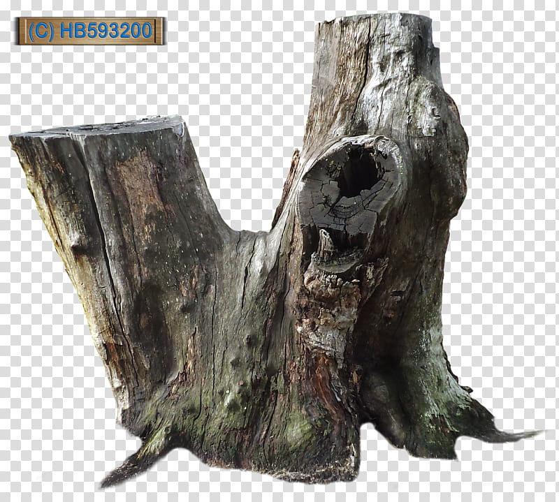 Tree Stump  HB, brown and black tree trunk transparent background PNG clipart