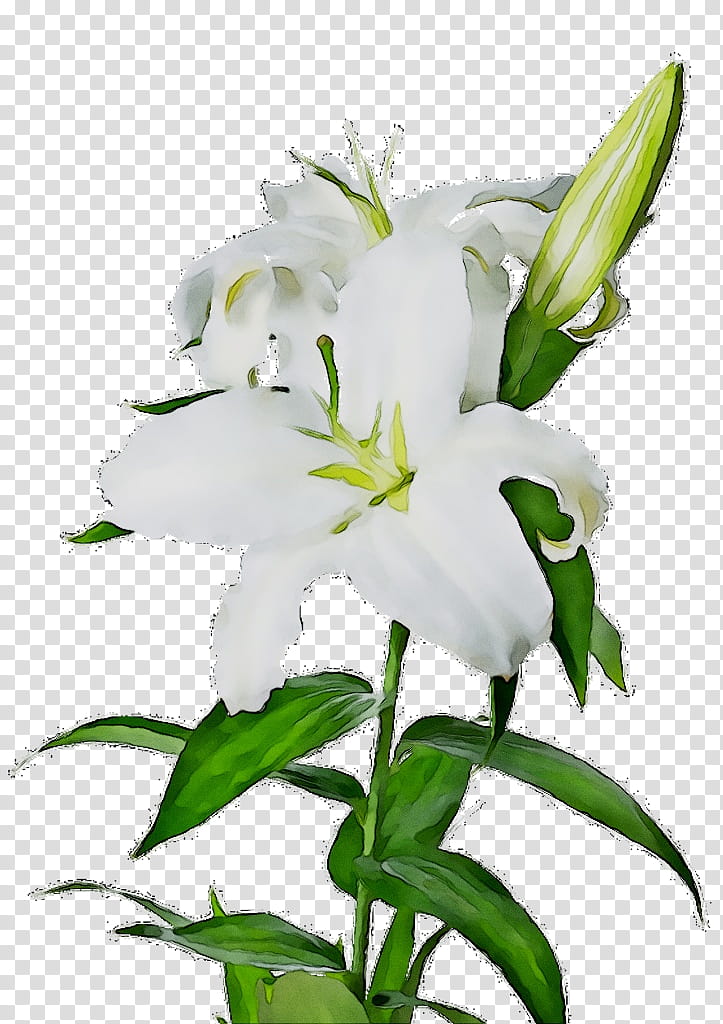 Easter Lily, Madonna Lily, Wood Lily, Tiger Lily, Drawing, Lily stargazer, Web Design, Flower transparent background PNG clipart