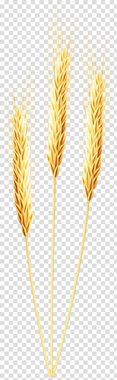 Wheat, Barley, Cereal, Emmer, Whole Grain, Einkorn Wheat, Durum, Spelt transparent background PNG clipart