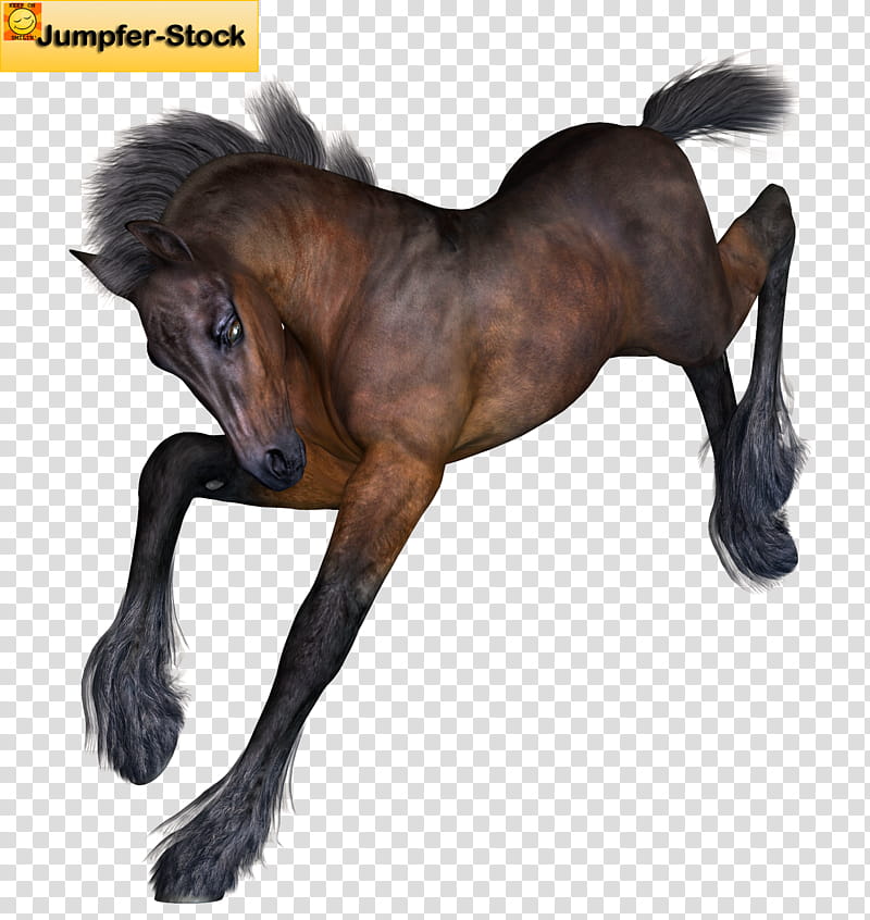 Foal , brown Jumper, horse transparent background PNG clipart