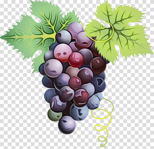 Grape Leaf, Food, Grape Seed Extract, Superfood, Grape Leaves, Grapevine Family, Fruit, Vitis transparent background PNG clipart
