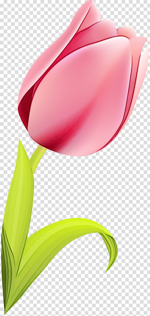 tulip red flower pink, Watercolor, Paint, Wet Ink, Closeup, Plant, Petal, Lily Family transparent background PNG clipart