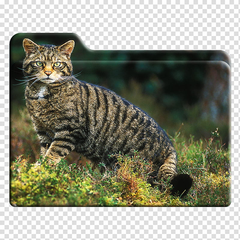 Scotland Folder Icons Windows Only , . Scottish Wildcat transparent background PNG clipart