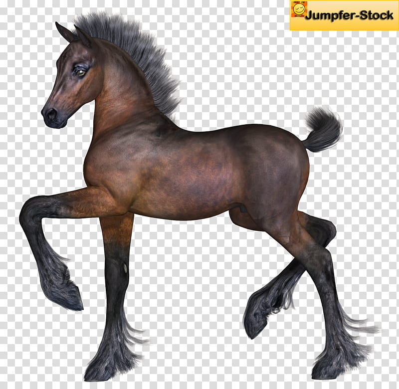Foal , brown Jumpfer, horse transparent background PNG clipart