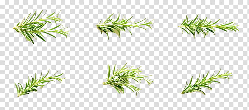 Rosemary, Plant, Grass, Aquarium Decor, Vascular Plant, Chlorophyta, Tarragon, Herb transparent background PNG clipart