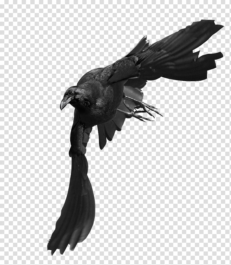 Crows, black crow illustration transparent background PNG clipart