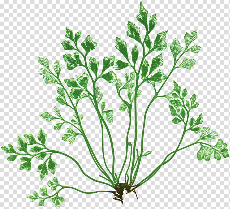 Drawing Of Family, Parsley, Wallrue, Alamy, Vascular Plant, Fern, 1000000, Spleenworts transparent background PNG clipart