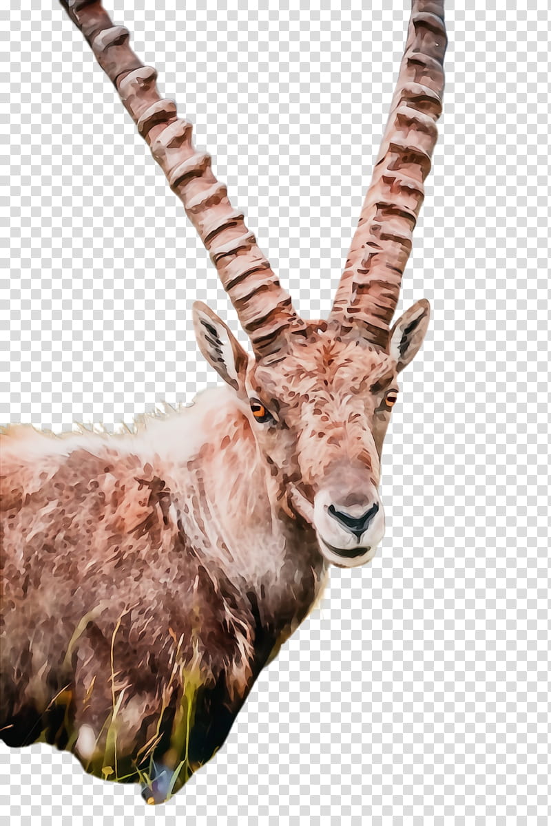 antelope horn wildlife waterbuck cow-goat family, Watercolor, Paint, Wet Ink, Cowgoat Family, Goats, Terrestrial Animal, Gazelle transparent background PNG clipart