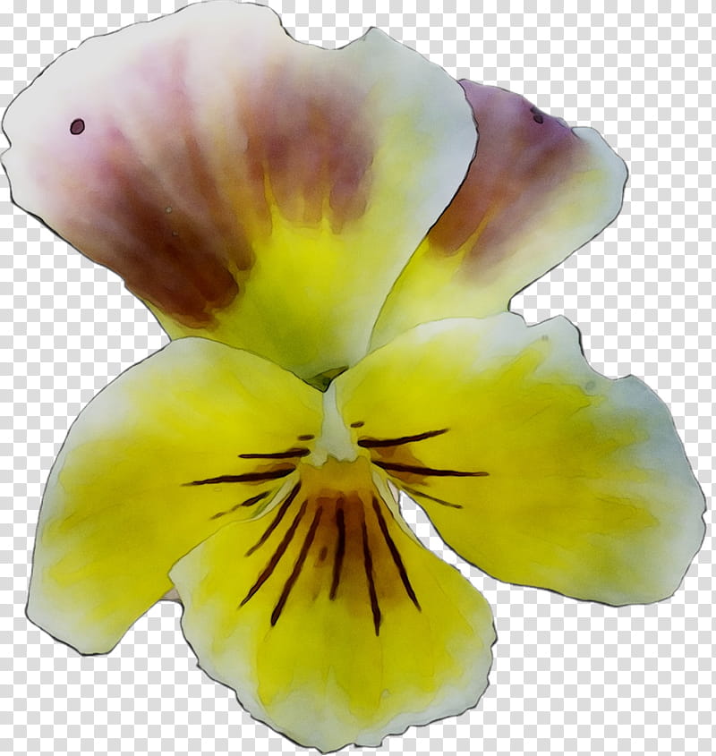 Orchid Flower, Pansy, Yellow, Petal, Plant, Wild Pansy, Violet Family, Iris transparent background PNG clipart