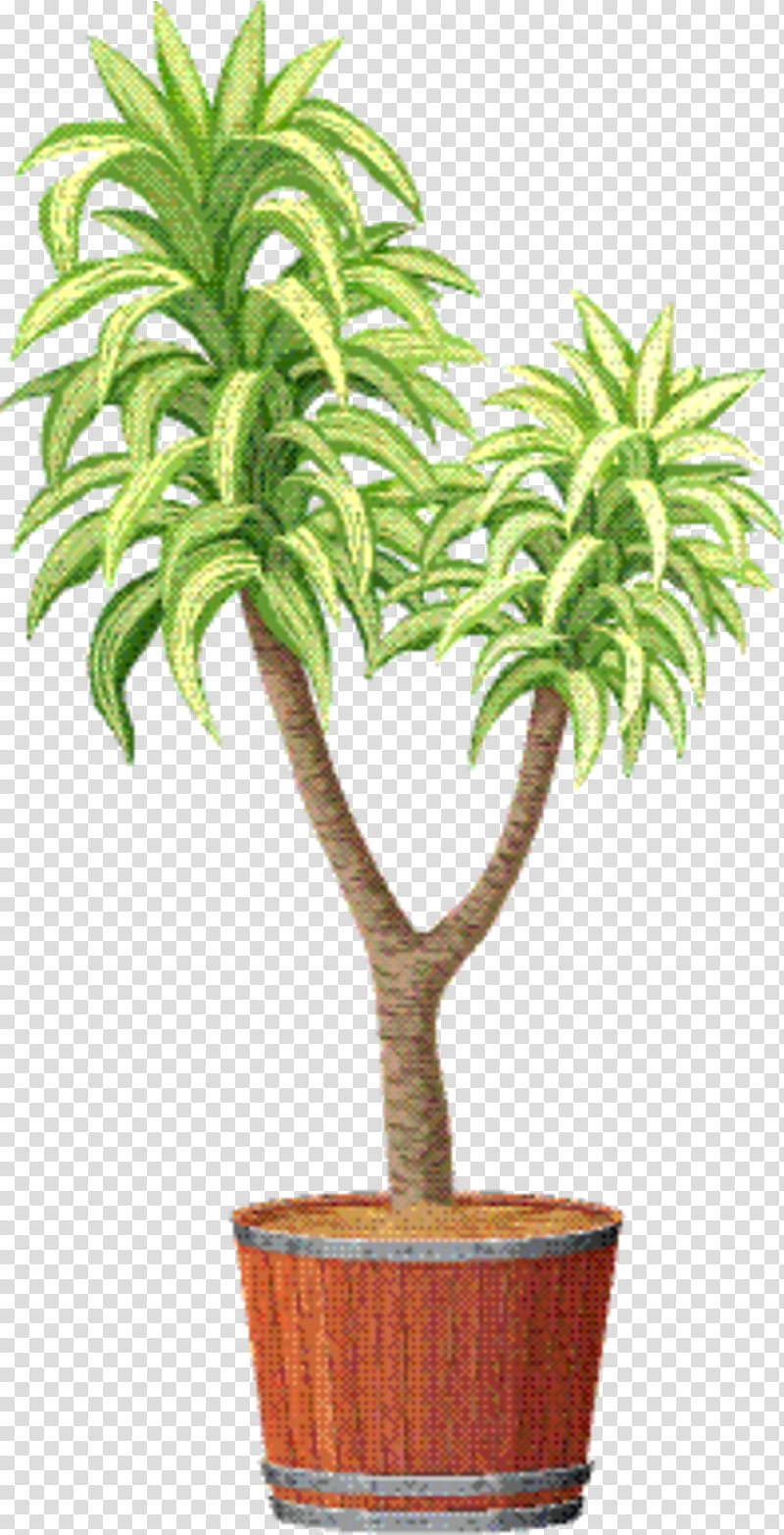 Palm Tree, Dracaena, Palm Trees, Flowerpot, Plant, Houseplant, Woody Plant, Arecales transparent background PNG clipart