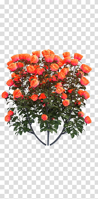 Cactuses and Plants, orange rose flower bouquet transparent background PNG clipart