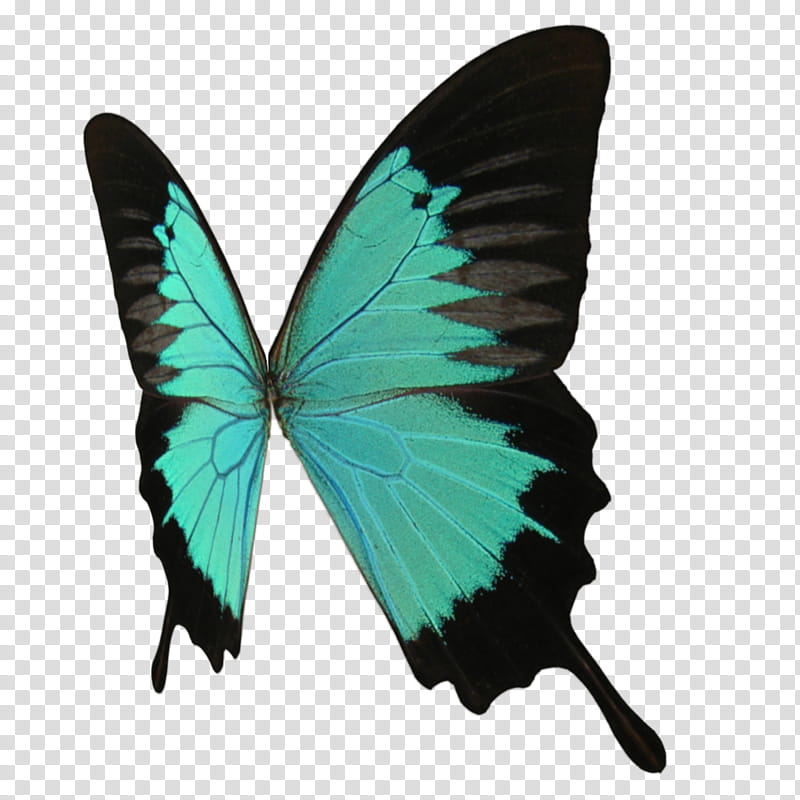 wings , emerald swallowtail butterfly illustration transparent background PNG clipart