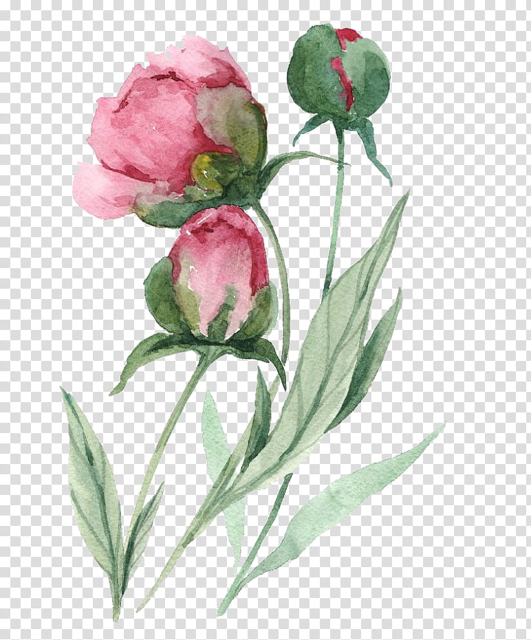 Watercolor Pink Flowers, Cabbage Rose, Cut Flowers, Garden Roses, Peony, Plant Stem, Plants, Bud transparent background PNG clipart