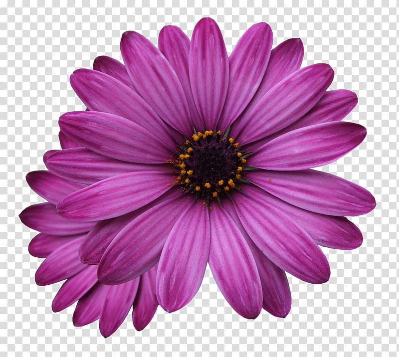 flowering plant flower petal african daisy barberton daisy, Purple, Gerbera, Violet, Pink transparent background PNG clipart