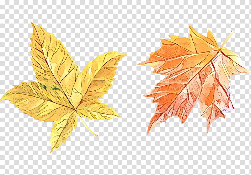 Maple leaf, Tree, Black Maple, Yellow, Woody Plant, Plane, Deciduous, Sweet Gum transparent background PNG clipart