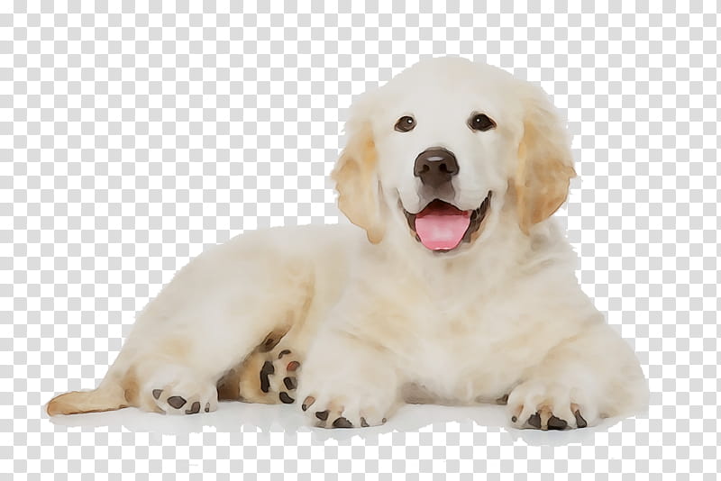 Golden Retriever, Labrador Retriever, Maltese Dog, Poodle, German Shepherd, Puppy, Bichon Frise, Puppy Party transparent background PNG clipart