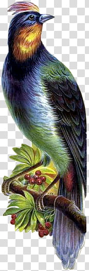 Victorian bird  quaddles, colorful bird transparent background PNG clipart