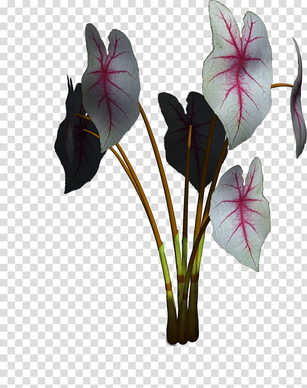 Flower Plant , gray and pink leaves transparent background PNG clipart