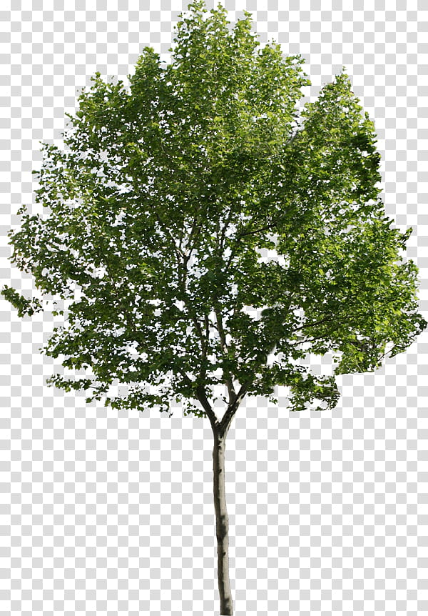 Oak Tree Drawing, Architecture, Landscape Architecture, Architectural Rendering, Interior Design Services, Landscape Design, Plant, Woody Plant transparent background PNG clipart