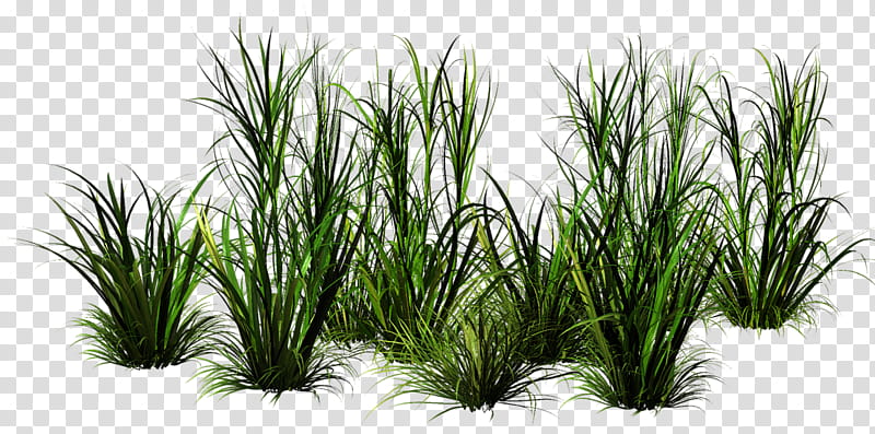 Family Tree, 3D Computer Graphics, Painting, Grass, Japanese Cartoon, Herbaceous Plant, Landscape, Comics transparent background PNG clipart