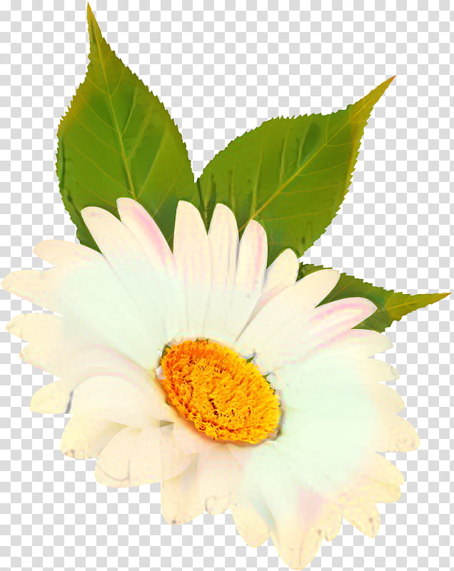 Flowers, Common Daisy, Oxeye Daisy, Chrysanthemum, Tulip, Daisy Family, Marguerite Daisy, Transvaal Daisy transparent background PNG clipart