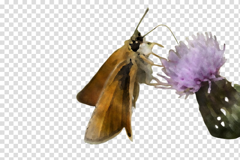 insect butterfly moths and butterflies pollinator moth, Hesperia Comma, Ochlodes, Skipper Butterfly transparent background PNG clipart
