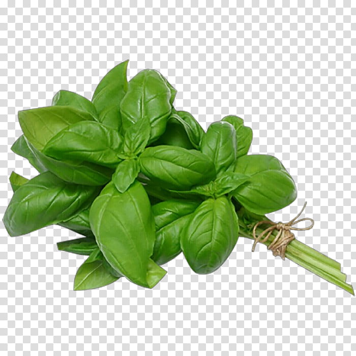 Leaf basil plant flower herb Cartoon Food Vegetable Fines