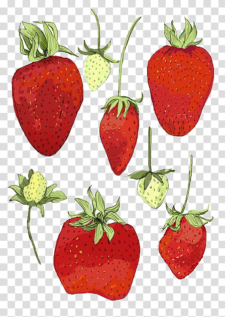 Store , red strawberries illustration transparent background PNG clipart