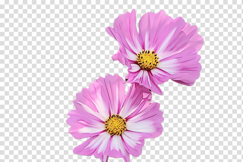 flower flowering plant petal garden cosmos plant, Watercolor, Paint, Wet Ink, Pink, Sulfur Cosmos, Daisy Family, Wildflower transparent background PNG clipart