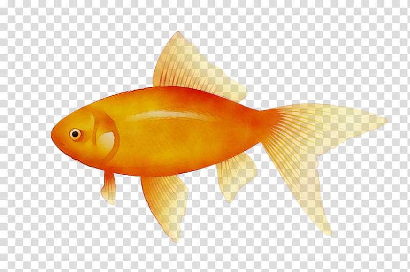 Fish, Goldfish, Koi, Pufferfish, Bony Fishes, Aquarium, Platy, Fishkeeping transparent background PNG clipart