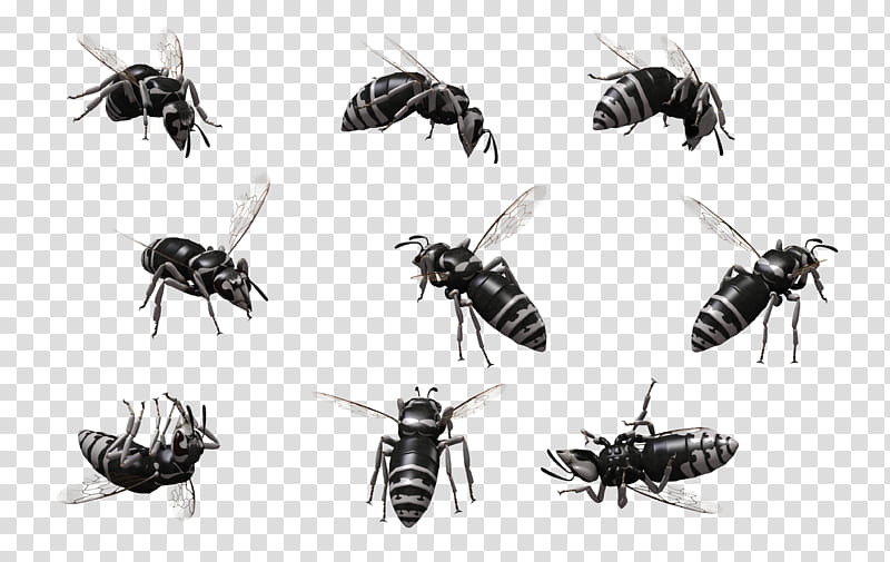 Bald Faced Hornet , black bee illustration transparent background PNG clipart