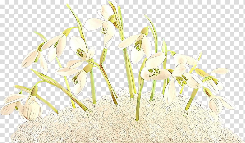 flowering plant flower plant snowdrop grass, Cartoon, Hymenocallis, Amaryllis Family, Wildflower, Crinum transparent background PNG clipart