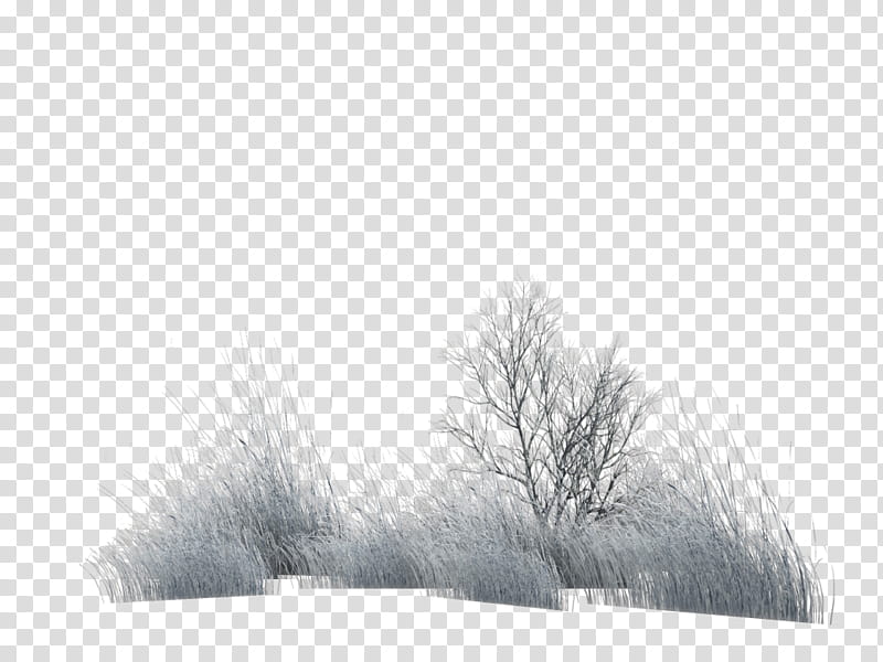 Snowy Grass and Plants , gray bush transparent background PNG clipart