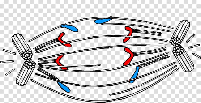 Anaphase Body Jewelry, Mitosis, Cell, Cell Division, Interphase, Chromosome, Spindle Apparatus, Cell Cycle transparent background PNG clipart