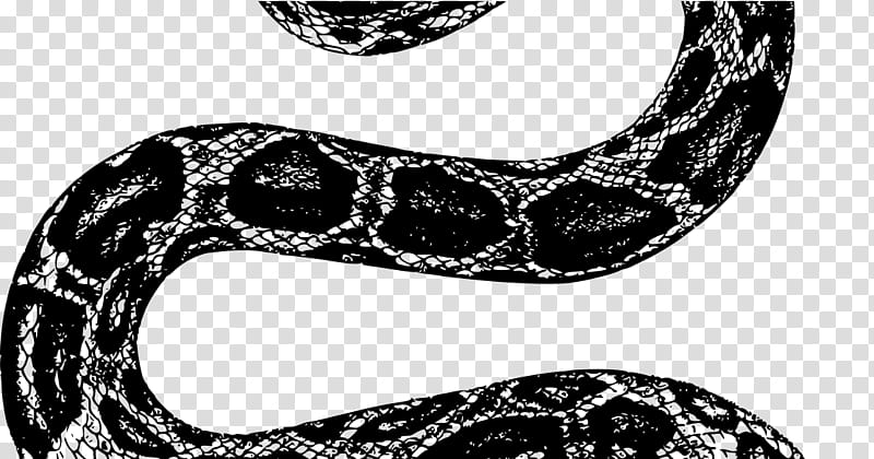 Snake, Snakes, Black Rat Snake, Vipers, Black Mamba, Reptile, Rattlesnake, Cobra transparent background PNG clipart