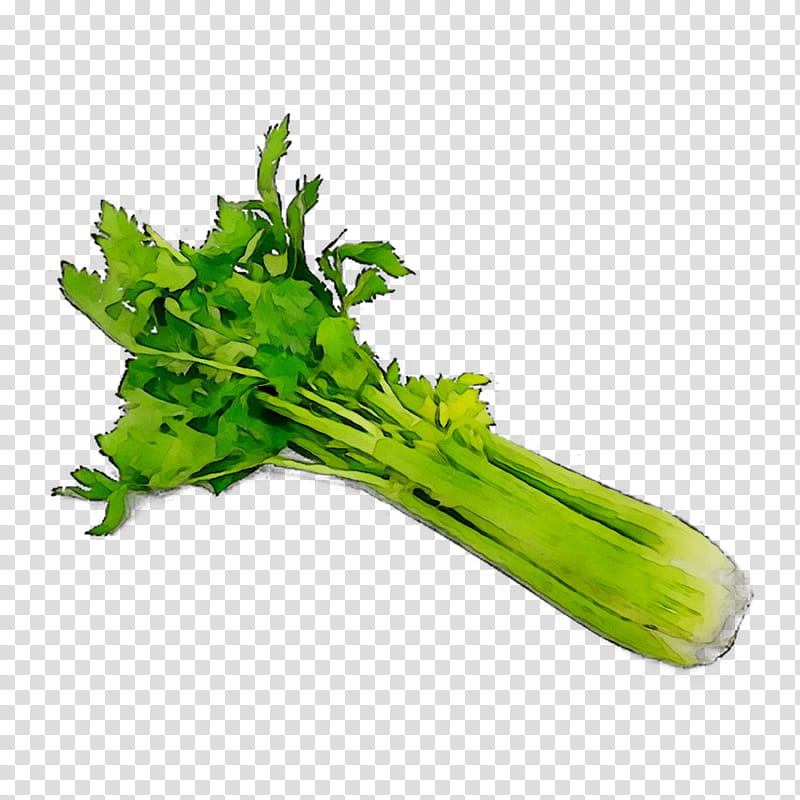 Spring, Coriander, Spring Greens, Rapini, Chard, Choy Sum, Celery, Superfood transparent background PNG clipart